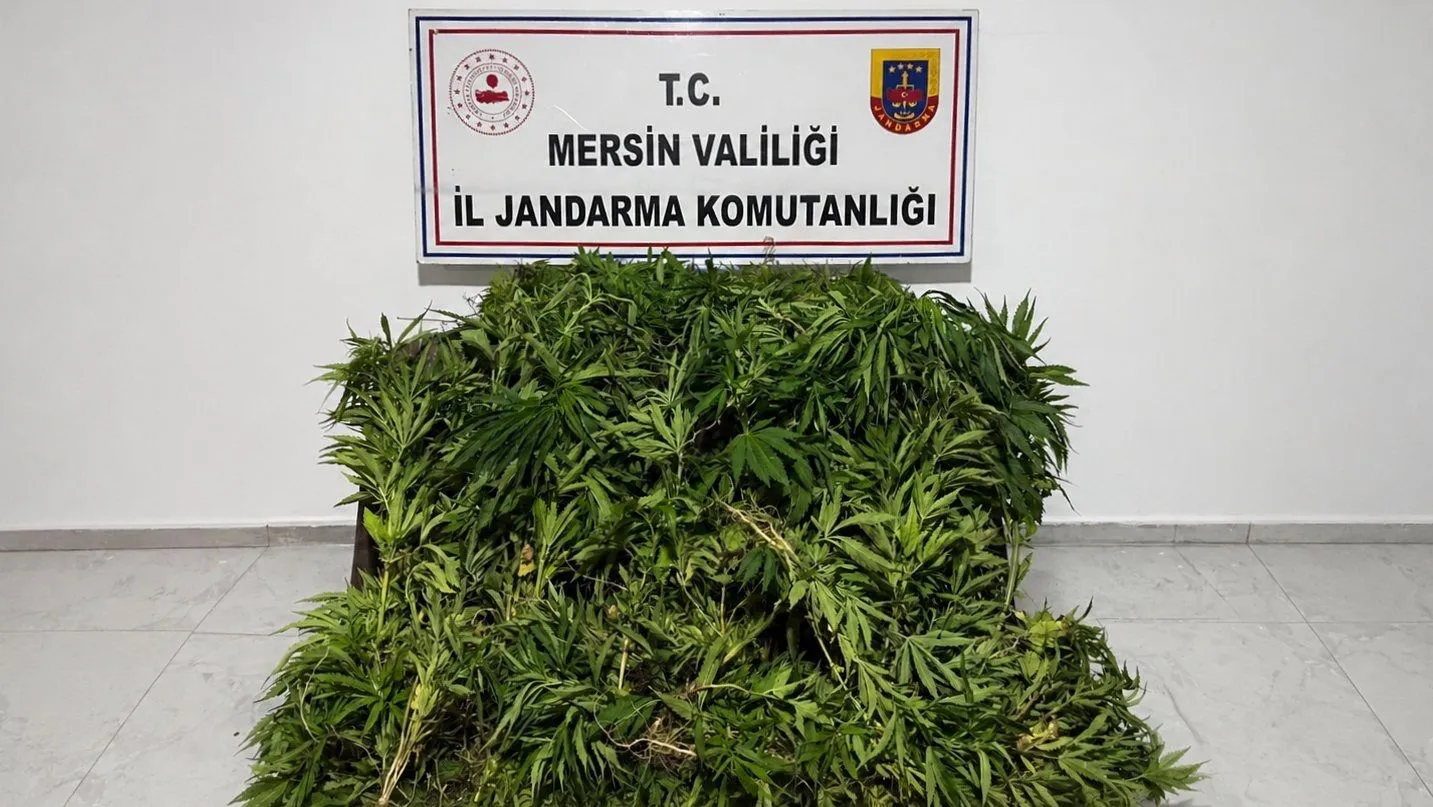 “JANDARMADAN YASADIŞI KENEVİR EKİMİ OPERASYONU”